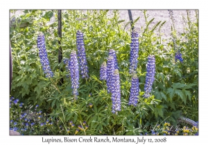 Lupines