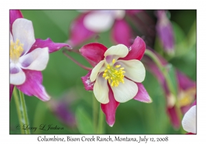 Columbine