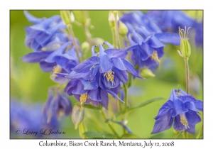 Columbine