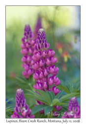 Lupines