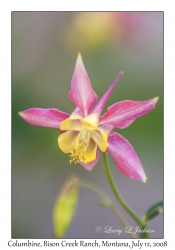 Columbine