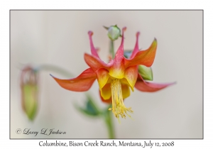 Columbine