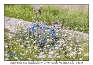 Oxeye Daisies & Bicycles
