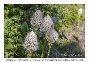 Beargrass