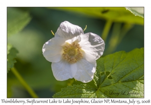 Thimbleberry