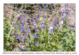 Alberta Penstemon