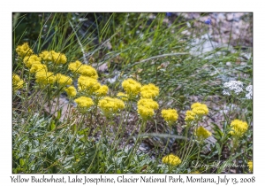 Yellow Buckwheat