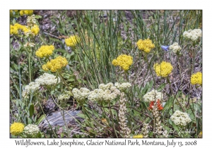 Wildflowers