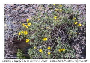 Shrubby Cinquefoil