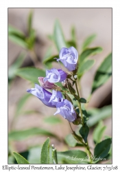 Elliptic-leaved Penstemon