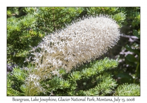 Beargrass