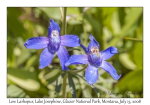 Low Larkspur