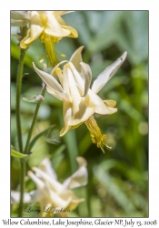 Yellow Columbine