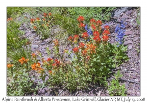 Alpine Paintbrush & Alberta Penstemon