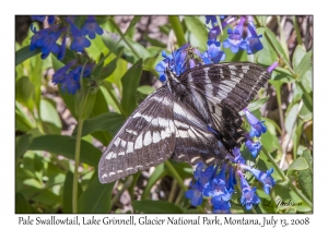 Pale Swallowtail