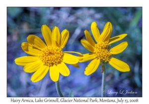 Hairy Arnica