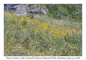 Hairy Arnica