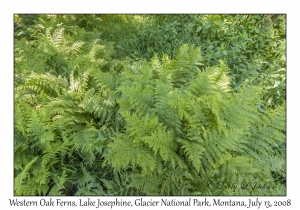 Western Oak Fern