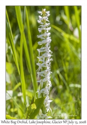 White Bog Orchid