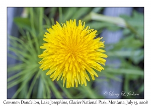 Common Dandelion