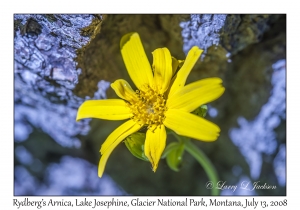 Rydberg's Arnica