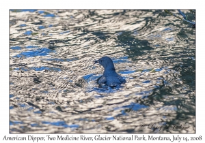 American Dipper