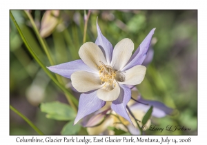 Columbine