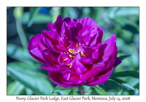 Peony