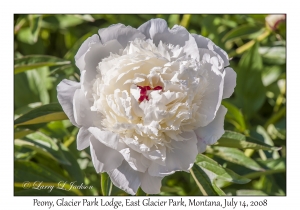 Peony