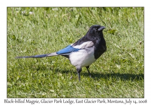 Black-billed Magpie