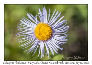 Subalpine Fleabane