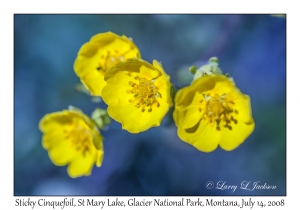 Sticky Cinquefoil