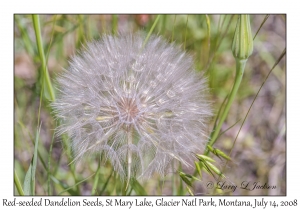 Red-seeded Dandelion Seeds