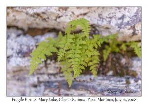 Fragile Fern