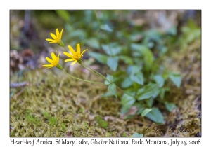 Heart-leaf Arnica