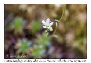 Spotted Saxifrage