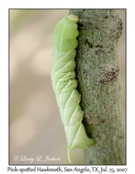 Pink-spotted Hawkmoth Caterpillar
