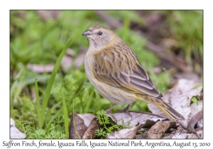 Saffron Finch