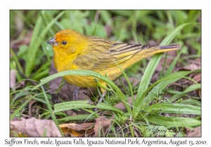 Saffron Finch