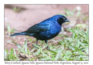 Shiny Cowbird