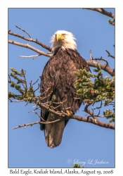 Bald Eagle