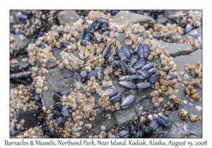 Barnacles & Mussels