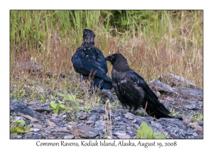 Common Ravens