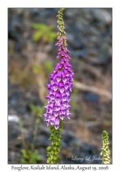 Foxglove