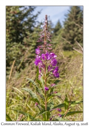 Common Fireweed