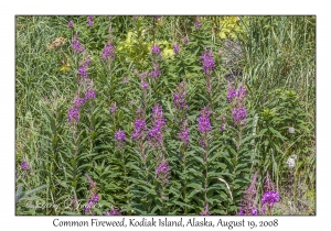 Common Fireweed