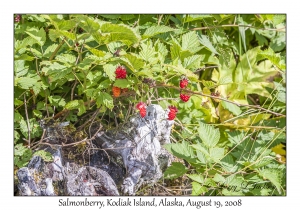 Salmonberry