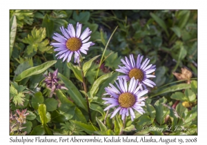 Subalpine Fleabane