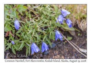 Common Harebell