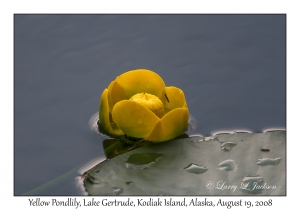 Yellow Pondlily